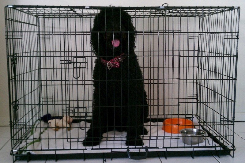 standard poodle crate size